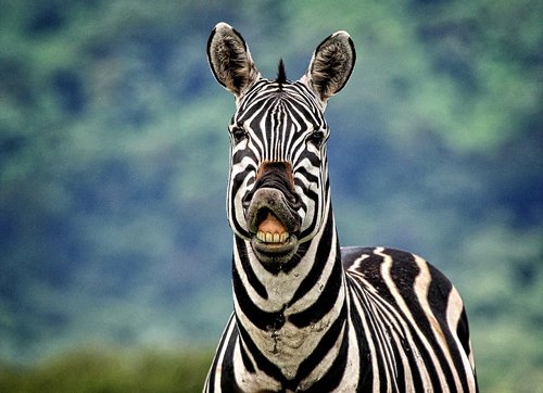 zebra  animals  africa