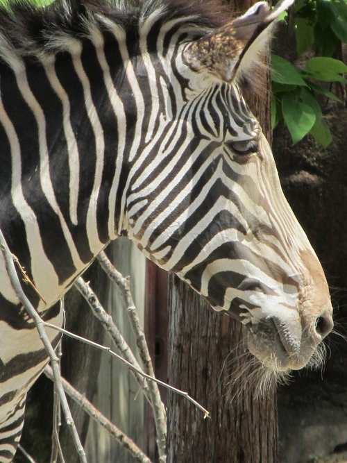 zebra  wildlife  portrait