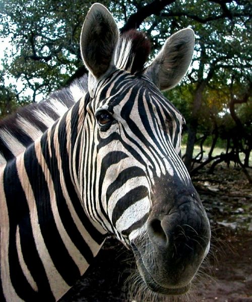 zebra wildlife head