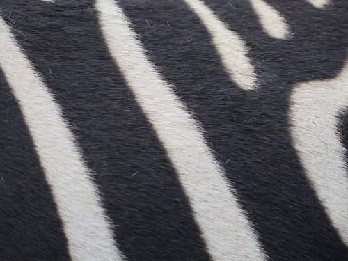 zebra  strip  striped