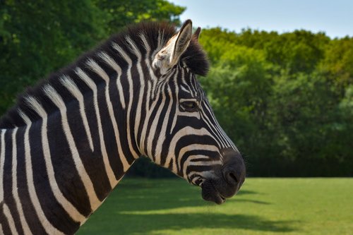 zebra  portrait  profile