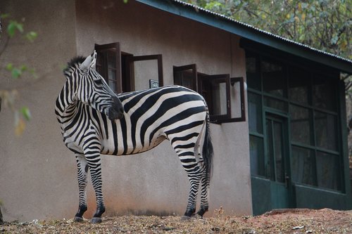 zebra  animal  black and white