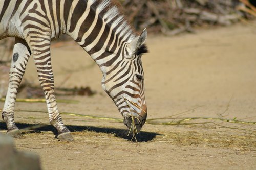 zebra  zoo  africa