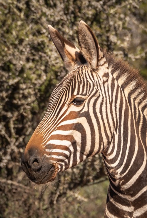 zebra  portrait  head