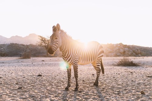 zebra  backlighting  mammal
