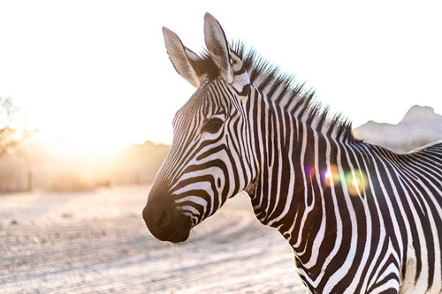 zebra  head  backlighting