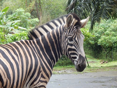 zebra  striped  mammal