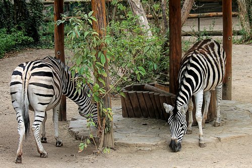 zebra  zoo  eat