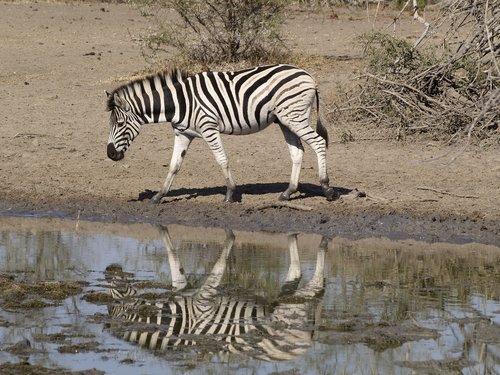 zebra  waterhole  africa