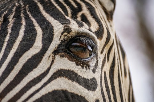 zebra  eye  head
