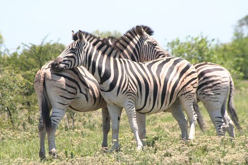 zebra  animal  game