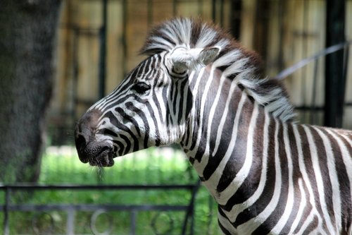 zebra  animal  equine