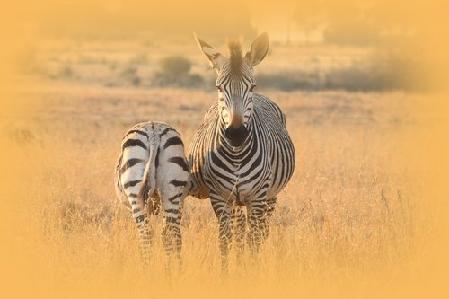 zebra  mother  baby
