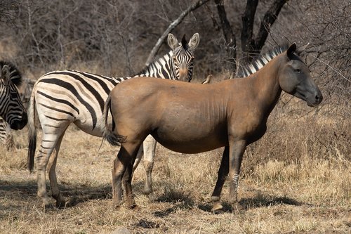 zebra  animal  south africa