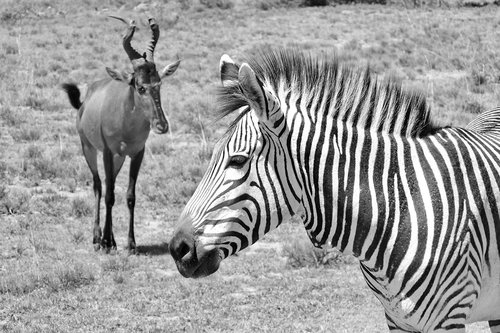 zebra  hartmann's  mother