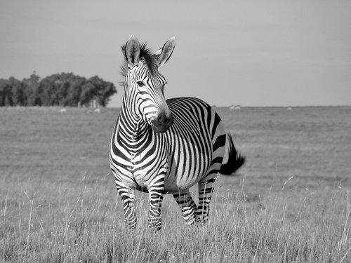 zebra  hartmann's  mother