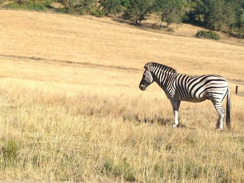 zebra safari zoo