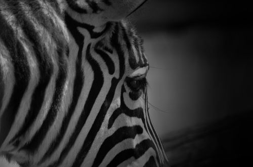 zebra striped zoo