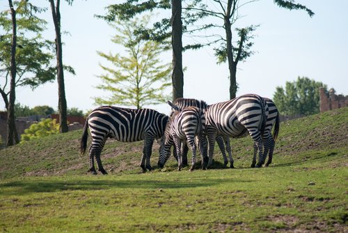 zebra  nature  animal