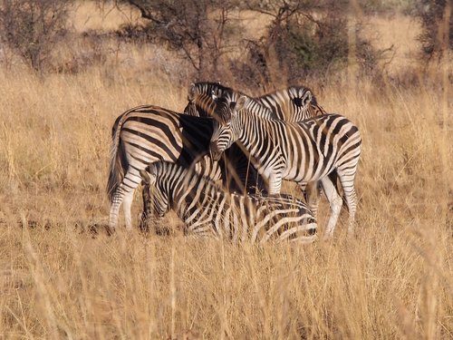 zebra  south africa  animal world