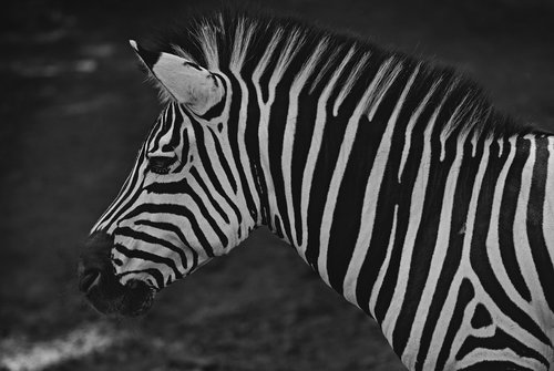 zebra  animal  mammals