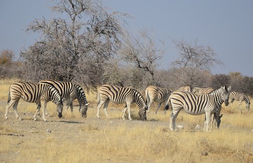 zebra  africa  namibia