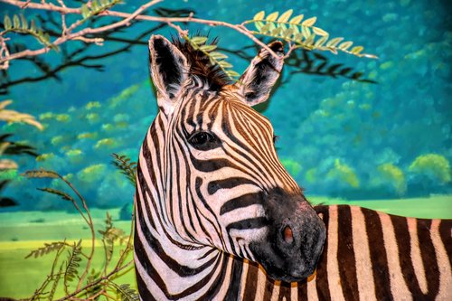 zebra  wildlife  africa