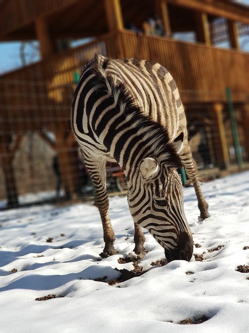 zebra  zoo  wild