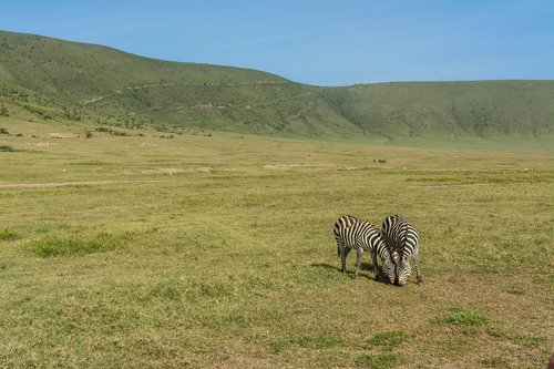 zebra  safari  africa