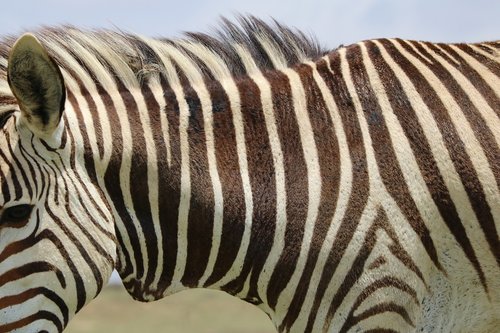 zebra  mountain zebra  africa