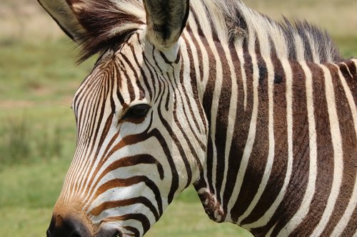 zebra  mountain zebra  africa