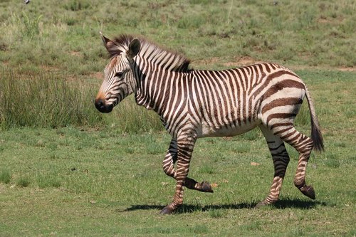 zebra  hartmann's  mountain zebra