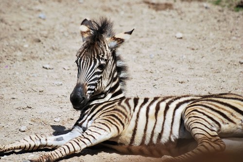 zebra  young animal  zebra baby