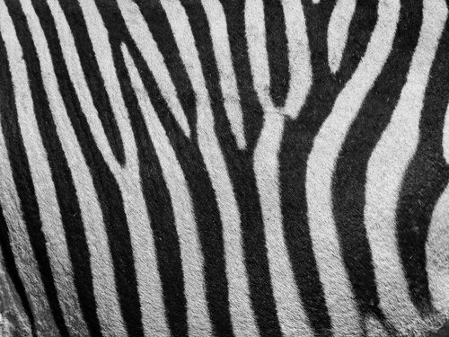 zebra  zebra pattern  pattern
