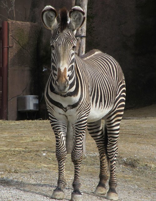 zebra  looking  head