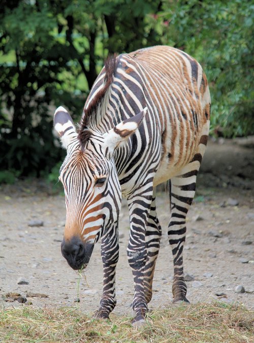 zebra  animal  lichokopytník