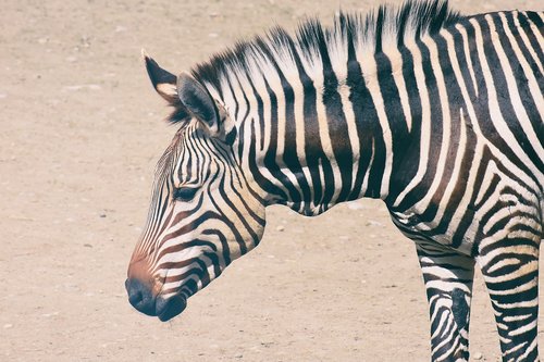 zebra  wild animal  zoo