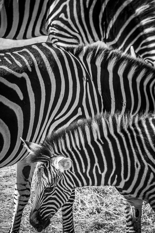 zebra  zoo  animals