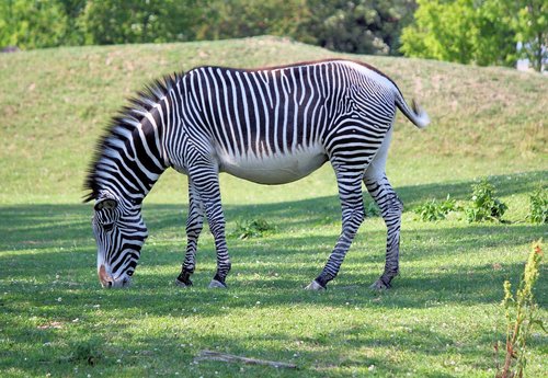 zebra  wild ginger  african