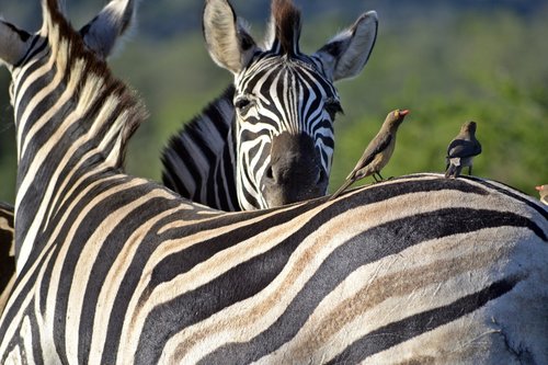 zebra  umfolozi game reserve  south african wildlife