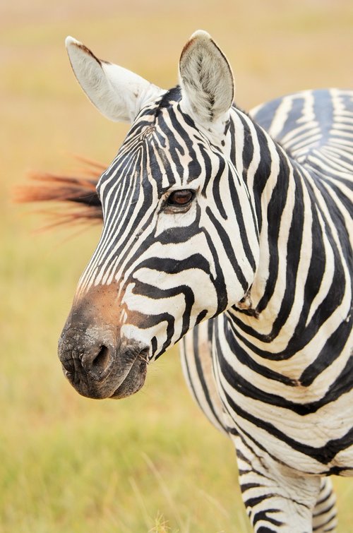 zebra  africa  safari