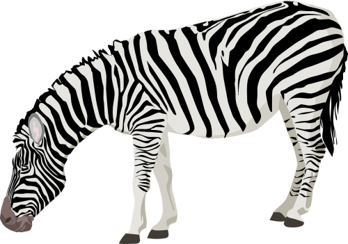 zebra animal mammal