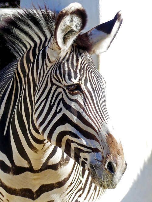 zebra  stripes  animal