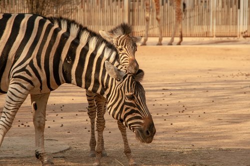 zebra  animal  zoo