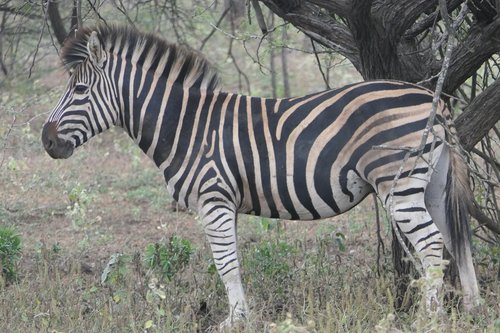 zebra  africa  safari