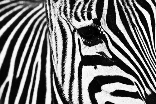 zebra  animal  striped