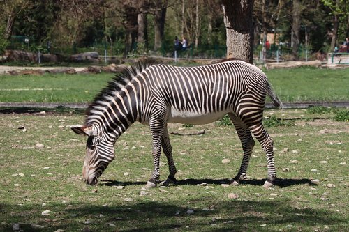 zebra  animal world  zoo