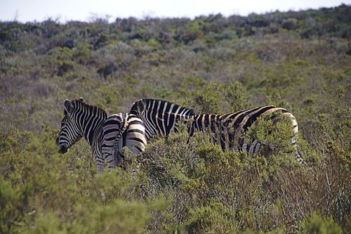 zebra  animals  africa