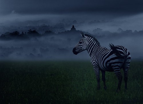 zebra  animal  animals