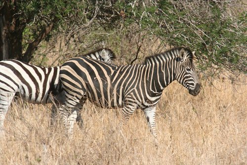 zebra  botswana  africa